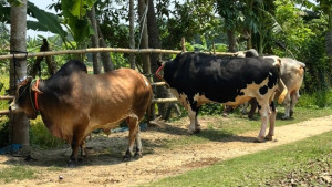 কোরবানির বাজার ধরতে প্রস্তুত যশোরের খামারিরা
