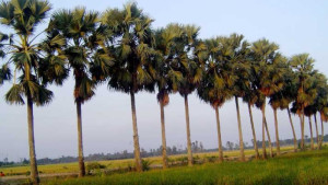 তালগাছ ভেঙে মাথায় পড়ে শিশুর মৃত্যু