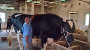 সাড়া ফেলেছে ‘রাজাবাবু’