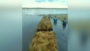 হবিগঞ্জে তলিয়ে যাচ্ছে বোরো, দিশেহারা কৃষক