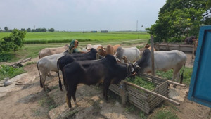 ভালো দামের প্রত্যাশায় চরাঞ্চলের খামারিরা