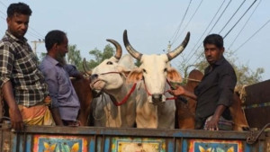 ভারতীয় গরুর অনুপ্রবেশের অভিযোগ, উদ্বিগ্ন খামারিরা