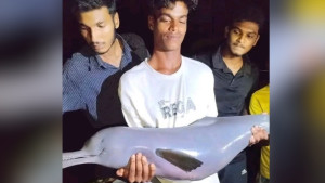 বড়শীতে ধরা পড়ল গাঙ্গেয় ডলফিন