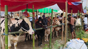 পশু আছে, ক্রেতা নেই, লোকসানের আশঙ্কায় খামারিরা