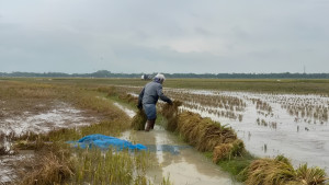৩ জেলায় বন্যা পরিস্থিতি অবনতির শঙ্কা