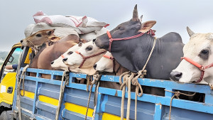 কোরবানির পশু পরিবহনে জরুরি নির্দেশনা