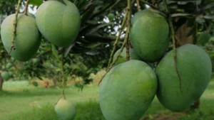 আগামীকাল থেকে বাজারে আসছে সাতক্ষীরার সুস্বাদু আম