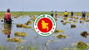 আগামীকাল থেকে ধান-চাল সংগ্রহ শুরু করবে সরকার