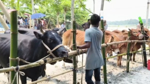 সবার পছন্দ ছোট ও মাঝারি আকারের গরু
