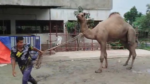 কুমিল্লার পশুর হাটে প্রধান আকর্ষণ ‘সুলতান’