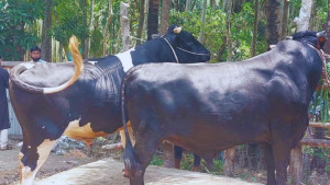 চাঁদপুরের হাট কাঁপাবে ‘শাহরাস্তির দুই কিং’