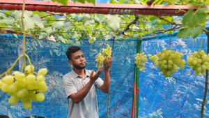 ইউটিউব দেখে আঙুর চাষ করে মঈনের মাসিক আয় অর্ধলক্ষ টাকা