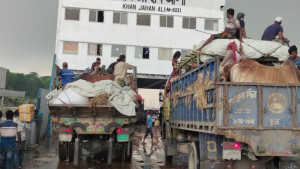 পাটুরিয়ায় বেড়েছে পশুবাহী যানবাহনের চাপ