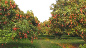 যে বাগানের লিচু বিক্রি হয় না, টাকা ছাড়াই খেতে পারেন সবাই
