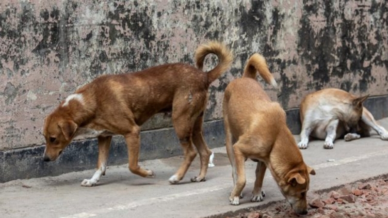 কুকুরের কামড়ে ৩ জনের মৃত্যু